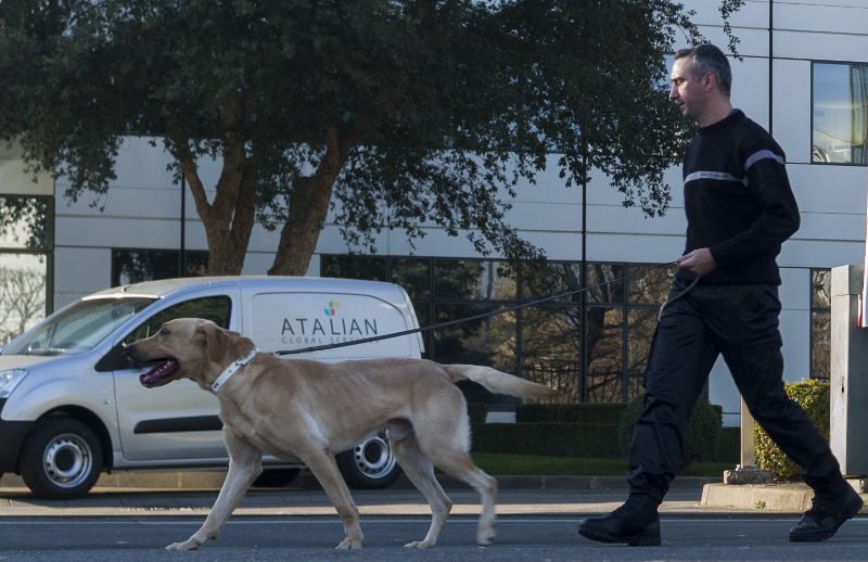 Entraîner les labradors à détecter les explosifs
et armes à feu sur les personnes en mouvement
constitue un vrai défi. © Groupe Atalian