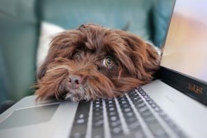 un-chien-repose-sa-tete-sur-le-clavier-d-un-ordinateur.