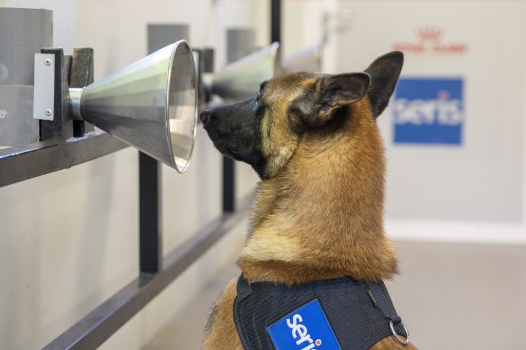 le-programme-kdog-vise-a-entrainer-les-chiens-a-detecter-le-cancer-du-sein. 