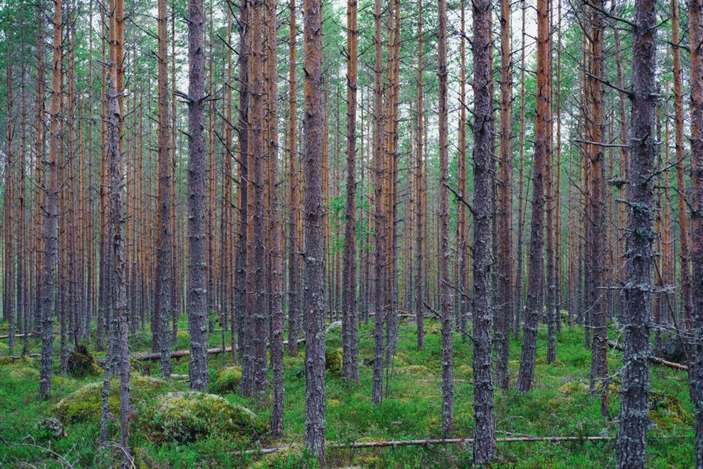 75%-de-la-finlande-se-constitue-de-forets